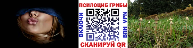 Купить Нефтекумск Псилоцибиновые грибы Psilocybine cubensis